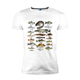 Мужская футболка премиум с принтом Популярные виды рыб в Кировске, 92% хлопок, 8% лайкра | приталенный силуэт, круглый вырез ворота, длина до линии бедра, короткий рукав | Тематика изображения на принте: рыба | рыбалка | рыбачить | туризм | туристические | туристу | улов
