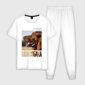 Мужская пижама хлопок с принтом Ирландский сеттер в Кировске, 100% хлопок | брюки и футболка прямого кроя, без карманов, на брюках мягкая резинка на поясе и по низу штанин
 | Тематика изображения на принте: drug | ирландский сеттер | порода | собака