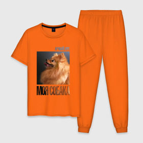 Мужская пижама хлопок с принтом Померанский шпиц в Кировске, 100% хлопок | брюки и футболка прямого кроя, без карманов, на брюках мягкая резинка на поясе и по низу штанин
 | Тематика изображения на принте: drug | померанский шпиц | порода | собака