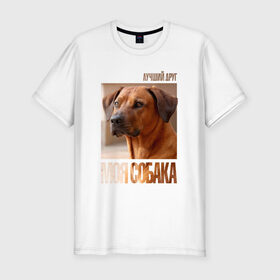 Мужская футболка премиум с принтом Родезийский риджбек в Кировске, 92% хлопок, 8% лайкра | приталенный силуэт, круглый вырез ворота, длина до линии бедра, короткий рукав | drug | порода | родезийский риджбек | собака