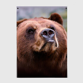 Постер с принтом Медведь в Кировске, 100% бумага
 | бумага, плотность 150 мг. Матовая, но за счет высокого коэффициента гладкости имеет небольшой блеск и дает на свету блики, но в отличии от глянцевой бумаги не покрыта лаком | бурый | гризли | животные | медведь | мишка