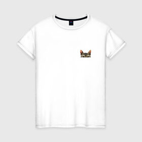 Женская футболка хлопок с принтом Кот в кармашке в Кировске, 100% хлопок | прямой крой, круглый вырез горловины, длина до линии бедер, слегка спущенное плечо | в кармане | киса | кот | коты | кошки | подглядывающий