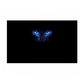 Бумага для упаковки 3D с принтом Кошка с голубыми глазами в Кировске, пластик и полированная сталь | круглая форма, металлическое крепление в виде кольца | Тематика изображения на принте: глаза | кот | синий