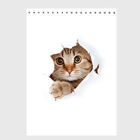 Скетчбук с принтом Котик в Кировске, 100% бумага
 | 48 листов, плотность листов — 100 г/м2, плотность картонной обложки — 250 г/м2. Листы скреплены сверху удобной пружинной спиралью | кот | котенок | котик | кошка | милый