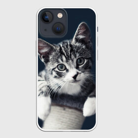 Чехол для iPhone 13 mini с принтом Кот в Кировске,  |  | домашняя | животное | кот | котэ | кошка