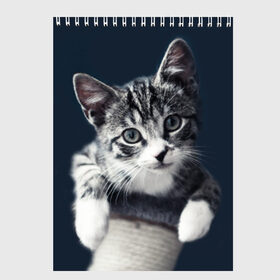 Скетчбук с принтом Кот в Кировске, 100% бумага
 | 48 листов, плотность листов — 100 г/м2, плотность картонной обложки — 250 г/м2. Листы скреплены сверху удобной пружинной спиралью | домашняя | животное | кот | котэ | кошка
