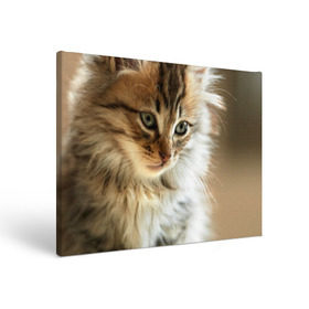 Холст прямоугольный с принтом Кот в Кировске, 100% ПВХ |  | Тематика изображения на принте: домашняя | животное | кот | котэ | кошка