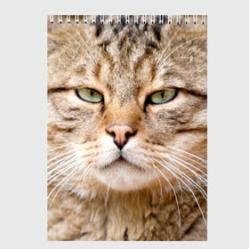Скетчбук с принтом Кот в Кировске, 100% бумага
 | 48 листов, плотность листов — 100 г/м2, плотность картонной обложки — 250 г/м2. Листы скреплены сверху удобной пружинной спиралью | дикий | животное | кот | котэ | кошка