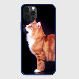 Чехол для iPhone 12 Pro с принтом Рыжий кот в Кировске, силикон | область печати: задняя сторона чехла, без боковых панелей | Тематика изображения на принте: домашняя | животное | кот | котэ | кошка | рыжая