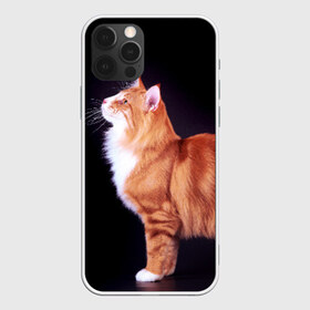 Чехол для iPhone 12 Pro Max с принтом Рыжий кот в Кировске, Силикон |  | Тематика изображения на принте: домашняя | животное | кот | котэ | кошка | рыжая