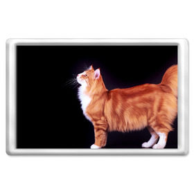 Магнит 45*70 с принтом Рыжий кот в Кировске, Пластик | Размер: 78*52 мм; Размер печати: 70*45 | Тематика изображения на принте: домашняя | животное | кот | котэ | кошка | рыжая