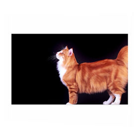 Бумага для упаковки 3D с принтом Рыжий кот в Кировске, пластик и полированная сталь | круглая форма, металлическое крепление в виде кольца | Тематика изображения на принте: домашняя | животное | кот | котэ | кошка | рыжая