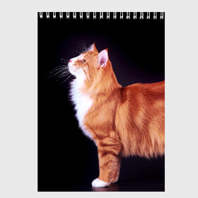 Скетчбук с принтом Рыжий кот в Кировске, 100% бумага
 | 48 листов, плотность листов — 100 г/м2, плотность картонной обложки — 250 г/м2. Листы скреплены сверху удобной пружинной спиралью | Тематика изображения на принте: домашняя | животное | кот | котэ | кошка | рыжая
