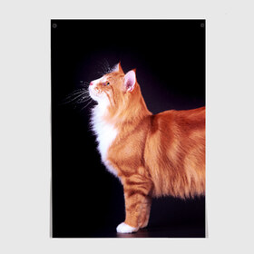 Постер с принтом Рыжий кот в Кировске, 100% бумага
 | бумага, плотность 150 мг. Матовая, но за счет высокого коэффициента гладкости имеет небольшой блеск и дает на свету блики, но в отличии от глянцевой бумаги не покрыта лаком | домашняя | животное | кот | котэ | кошка | рыжая