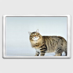 Магнит 45*70 с принтом Кот в Кировске, Пластик | Размер: 78*52 мм; Размер печати: 70*45 | Тематика изображения на принте: домашняя | животное | кот | котэ | кошка