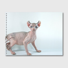Альбом для рисования с принтом Сфинкс в Кировске, 100% бумага
 | матовая бумага, плотность 200 мг. | Тематика изображения на принте: домашняя | животное | кот | котэ | кошка | сфинкс