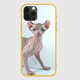 Чехол для iPhone 12 Pro с принтом Сфинкс в Кировске, силикон | область печати: задняя сторона чехла, без боковых панелей | Тематика изображения на принте: домашняя | животное | кот | котэ | кошка | сфинкс