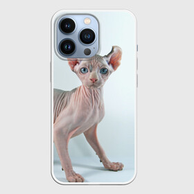 Чехол для iPhone 13 Pro с принтом Сфинкс в Кировске,  |  | Тематика изображения на принте: домашняя | животное | кот | котэ | кошка | сфинкс