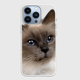 Чехол для iPhone 13 Pro с принтом Кот в Кировске,  |  | Тематика изображения на принте: домашняя | животное | кот | котэ | кошка