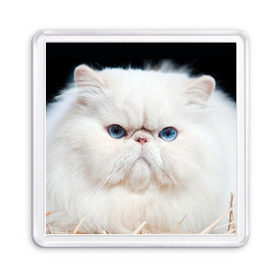 Магнит 55*55 с принтом Персидский кот в Кировске, Пластик | Размер: 65*65 мм; Размер печати: 55*55 мм | Тематика изображения на принте: домашняя | животное | кот | котэ | кошка | персидский