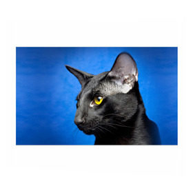 Бумага для упаковки 3D с принтом Черный кот в Кировске, пластик и полированная сталь | круглая форма, металлическое крепление в виде кольца | Тематика изображения на принте: домашняя | животное | кот | котэ | кошка | черный