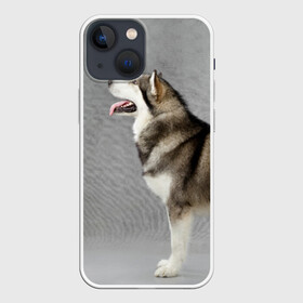 Чехол для iPhone 13 mini с принтом Аляскинский маламут в Кировске,  |  | аляскинский маламут | животное | порода | собака
