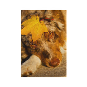 Обложка для паспорта матовая кожа с принтом Австралийская овчарка в Кировске, натуральная матовая кожа | размер 19,3 х 13,7 см; прозрачные пластиковые крепления | Тематика изображения на принте: австралийская овчарка | клён | осень | порода | собака