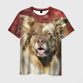 Мужская футболка 3D с принтом Австралийская овчарка в Кировске, 100% полиэфир | прямой крой, круглый вырез горловины, длина до линии бедер | австралийская овчарка | животное | порода | собака