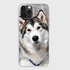 Чехол для iPhone 12 Pro Max с принтом Аляскинский маламут в Кировске, Силикон |  | аляскинский маламут | животное | порода | собака