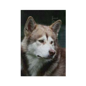 Обложка для паспорта матовая кожа с принтом Аляскинский маламут в Кировске, натуральная матовая кожа | размер 19,3 х 13,7 см; прозрачные пластиковые крепления | аляскинский маламут | животное | порода | собака