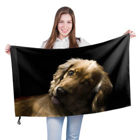 Флаг 3D с принтом Английский кокер-спаниель в Кировске, 100% полиэстер | плотность ткани — 95 г/м2, размер — 67 х 109 см. Принт наносится с одной стороны | английский кокер спаниель | животно | порода | собака
