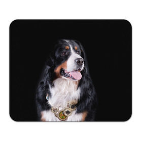 Коврик прямоугольный с принтом Бернский зенненхунд в Кировске, натуральный каучук | размер 230 х 185 мм; запечатка лицевой стороны | бернский зенненхунд | животное | порода | собака