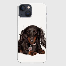 Чехол для iPhone 13 mini с принтом Карликовая такса в Кировске,  |  | Тематика изображения на принте: животное | карликовая такса | порода | собака