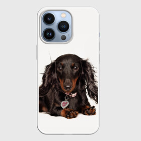 Чехол для iPhone 13 Pro с принтом Карликовая такса в Кировске,  |  | Тематика изображения на принте: животное | карликовая такса | порода | собака