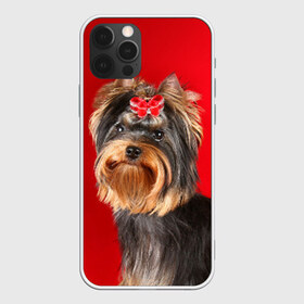 Чехол для iPhone 12 Pro Max с принтом Йоркширский терьер в Кировске, Силикон |  | Тематика изображения на принте: животное | йоркширский терьер | порода | собака