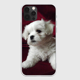 Чехол для iPhone 12 Pro с принтом Мальтийская болонка в Кировске, силикон | область печати: задняя сторона чехла, без боковых панелей | животное | мальтийская болонка | порода | собака