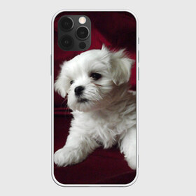 Чехол для iPhone 12 Pro Max с принтом Мальтийская болонка в Кировске, Силикон |  | животное | мальтийская болонка | порода | собака