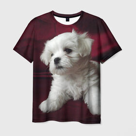 Мужская футболка 3D с принтом Мальтийская болонка в Кировске, 100% полиэфир | прямой крой, круглый вырез горловины, длина до линии бедер | Тематика изображения на принте: животное | мальтийская болонка | порода | собака