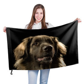 Флаг 3D с принтом Леонбергер в Кировске, 100% полиэстер | плотность ткани — 95 г/м2, размер — 67 х 109 см. Принт наносится с одной стороны | животное | леонбергер | порода | собака