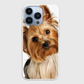 Чехол для iPhone 13 Pro с принтом Йоркширский терьер в Кировске,  |  | Тематика изображения на принте: животное | йоркширский терьер | порода | собака