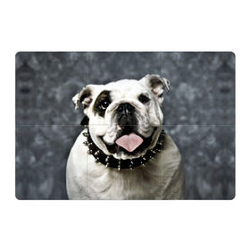 Магнитный плакат 3Х2 с принтом Английский бульдог в Кировске, Полимерный материал с магнитным слоем | 6 деталей размером 9*9 см | животное | порода | собака | французский бульдог