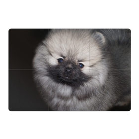 Магнитный плакат 3Х2 с принтом Кеесхонд в Кировске, Полимерный материал с магнитным слоем | 6 деталей размером 9*9 см | Тематика изображения на принте: животное | кеесхонд | порода | собака