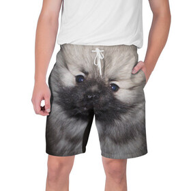 Мужские шорты 3D с принтом Кеесхонд в Кировске,  полиэстер 100% | прямой крой, два кармана без застежек по бокам. Мягкая трикотажная резинка на поясе, внутри которой широкие завязки. Длина чуть выше колен | Тематика изображения на принте: животное | кеесхонд | порода | собака
