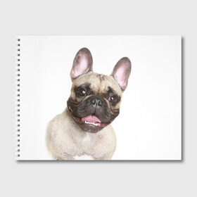 Альбом для рисования с принтом Французский бульдог в Кировске, 100% бумага
 | матовая бумага, плотность 200 мг. | Тематика изображения на принте: животное | порода | собака | французский бульдог