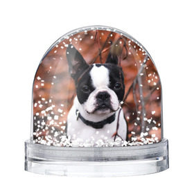 Снежный шар с принтом Бостон Терьер в Кировске, Пластик | Изображение внутри шара печатается на глянцевой фотобумаге с двух сторон | животное | порода | собака | французский бульдог