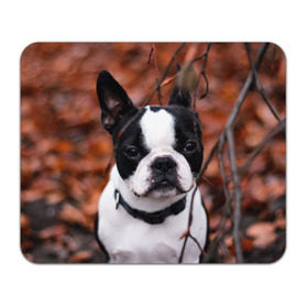 Коврик прямоугольный с принтом Бостон Терьер в Кировске, натуральный каучук | размер 230 х 185 мм; запечатка лицевой стороны | Тематика изображения на принте: животное | порода | собака | французский бульдог