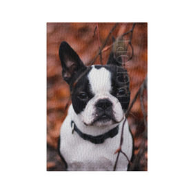 Обложка для паспорта матовая кожа с принтом Бостон Терьер в Кировске, натуральная матовая кожа | размер 19,3 х 13,7 см; прозрачные пластиковые крепления | Тематика изображения на принте: животное | порода | собака | французский бульдог