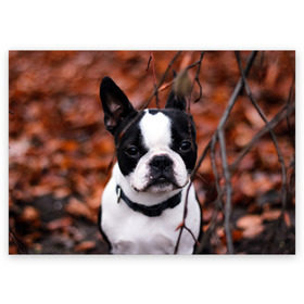 Поздравительная открытка с принтом Бостон Терьер в Кировске, 100% бумага | плотность бумаги 280 г/м2, матовая, на обратной стороне линовка и место для марки
 | животное | порода | собака | французский бульдог