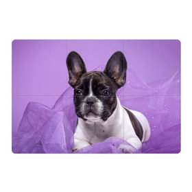 Магнитный плакат 3Х2 с принтом Французский бульдог в Кировске, Полимерный материал с магнитным слоем | 6 деталей размером 9*9 см | Тематика изображения на принте: животное | порода | собака | французский бульдог