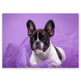 Поздравительная открытка с принтом Французский бульдог в Кировске, 100% бумага | плотность бумаги 280 г/м2, матовая, на обратной стороне линовка и место для марки
 | животное | порода | собака | французский бульдог